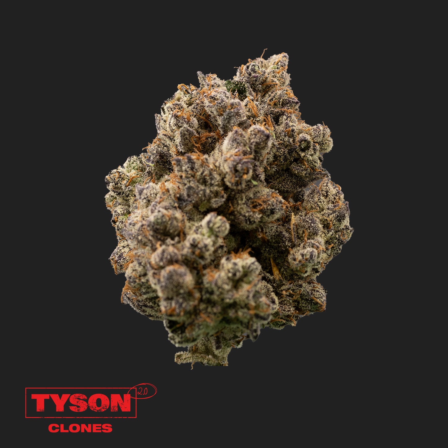 Tangie Hook | Tyson 2.0 Klon Hanf365.de