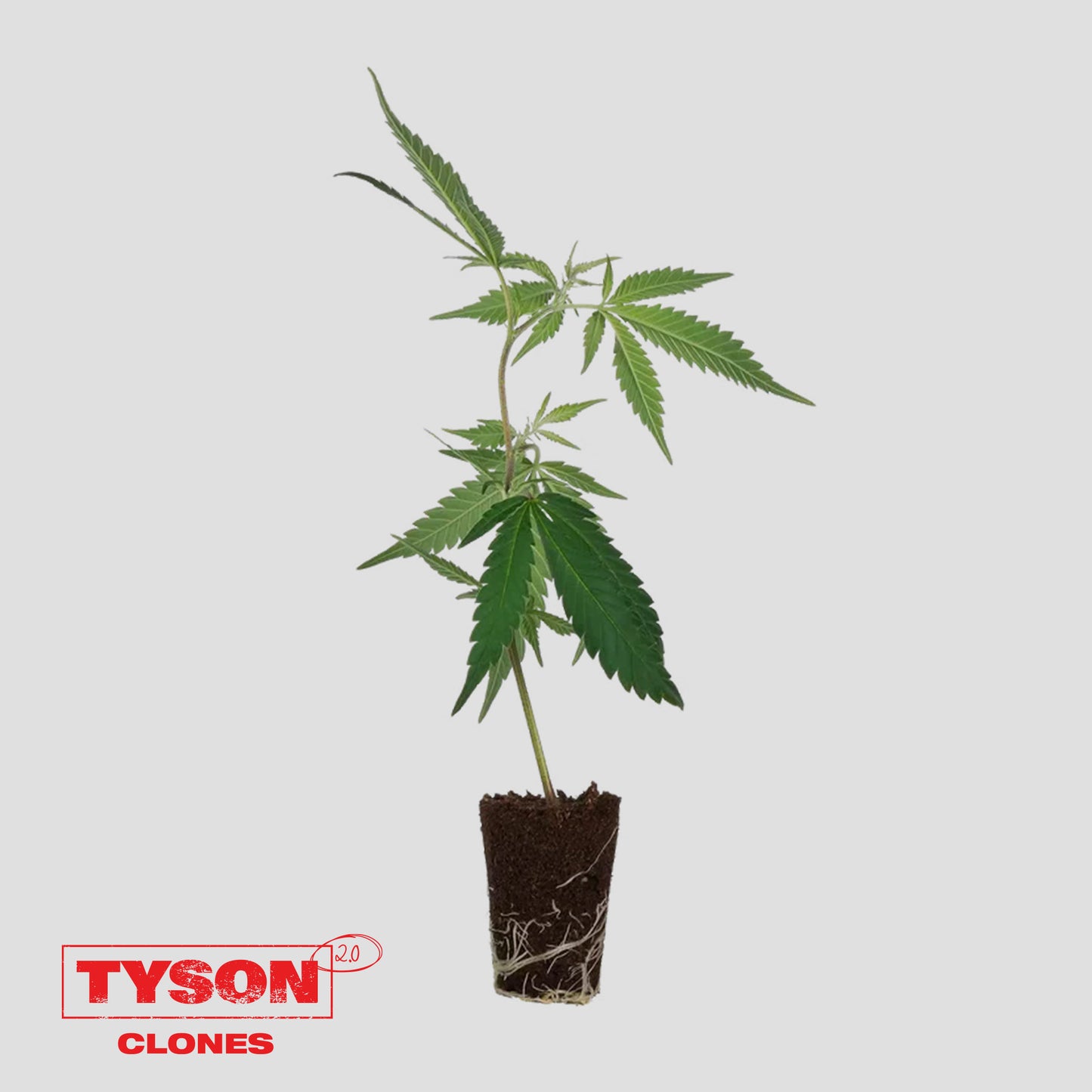 Tangie Hook | Tyson 2.0 Klon Hanf365.de
