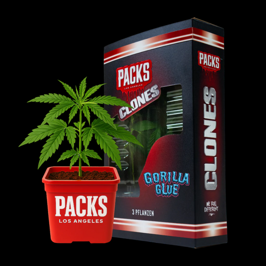 GORILLA GLUE #8 | Hanf365.de