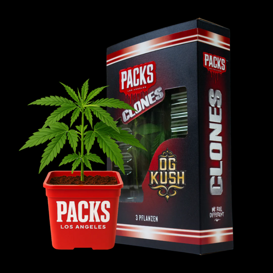 OG KUSH | Hanf365.de