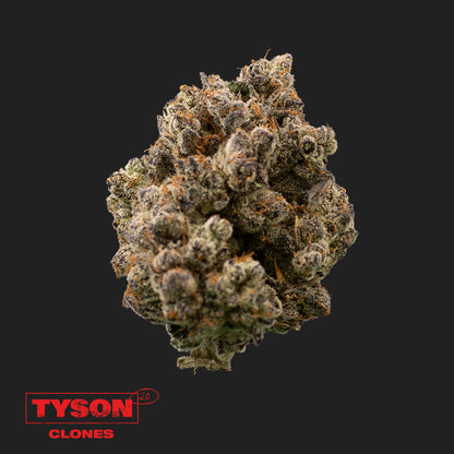 Tangie Hook | Tyson 2.0 Klon Hanf365.de